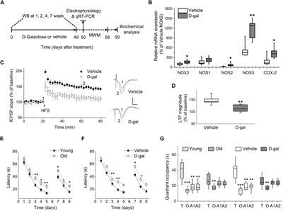 Downregulation of the CB1-Mediated Endocannabinoid Signaling Underlies D-Galactose-Induced Memory Impairment